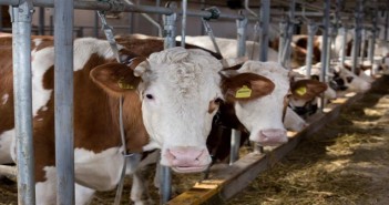 BVA urges vigilance after Bluetongue-positive animals imported to England and Scotland Cows feeding in stable