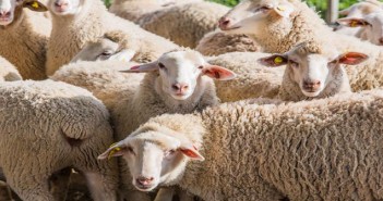 SCOPS issues updated advice on moxidectin 2% herd of white sheep