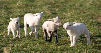 Planning safe grazing key to beating parasites at grass Sheep in field