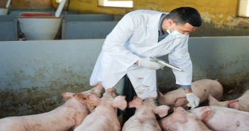 NOAH launches this year’s #VaccinesWork campaign Veterinarian to make injection to domestic pigs