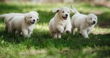 Vets commend Government on new puppy welfare plans Golden retriever puppies