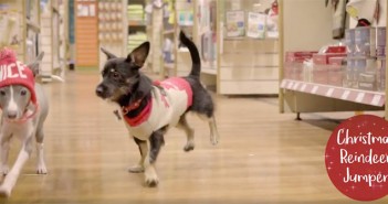 Pets at Home unveils Christmas advert Pets at Home Christmas TV ad