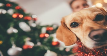 Two-thirds of UK dogs to receive Christmas presents this year Dog sitting by the christmas tree