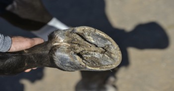 Research highlights need for new approach to crippling horse disease hoof