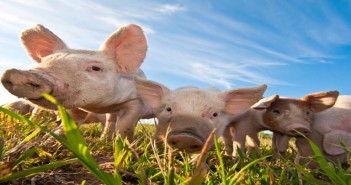 Lallemand to host CPD-accredited webinar on farrowing and piglet vitality Some pigs in Dalarna, Sweden