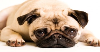 Love Island star commended for raising awareness of flat-faced dogs’ breathing issues Pug laying down