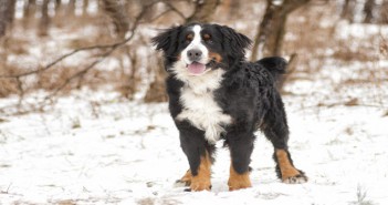 Owners admit their dogs get less exercise when the temperature drops dog looking winter walk