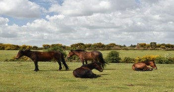 Norbrook offers free faecal egg count kits to help reduce wormer resistance Pony New Forest National Park Hampshire England UK