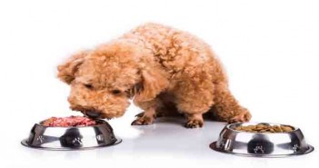 PFMA educates on handling raw pet food safely Poodle dog chooses delicious raw meat over kibbles as meal