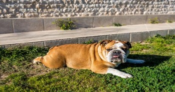 Animal welfare charity to spotlight pet obesity at BVNA Congress Fringe Female english bulldog laying on the grass in the garden