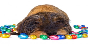 BVA issues Easter chocolate warning Dackel liegt zwischen Schokoladeneiern