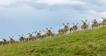 SCOPS calls for action after first reports of resistance to group 4 wormers ひつじさんと私 Sheep and I