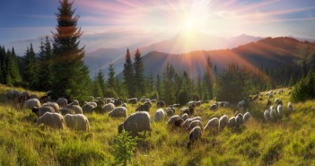 Treat parasites according to risk, not by time of the year Shepherds and sheep Carpathians