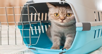 Vets and scientists awarded PetSavers grant