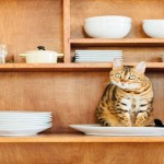 Bayer highlights vital role SQPs can play in educating cat owners Cat on shelf
