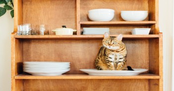 Bayer highlights vital role SQPs can play in educating cat owners Cat on shelf
