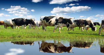 Action needed on antibiotics to future-proof UK cattle industry Calves on the field