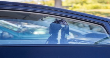 Soaring temperatures prompts ‘Dogs Die in Hot Cars’ warning dog pokes its muzzle out of the car window. black labrador looki
