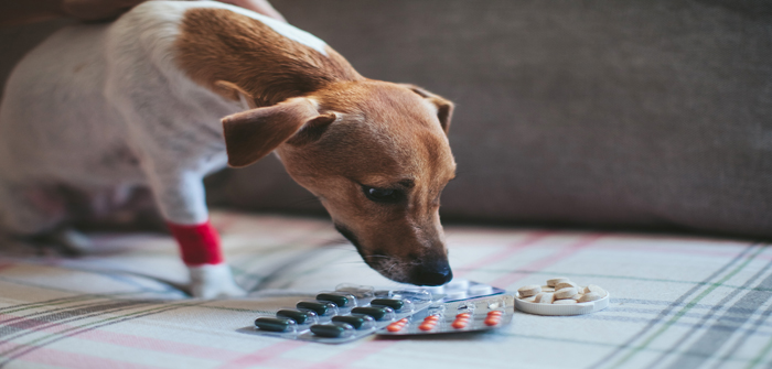 PDSA Warns Common Household Drugs Can Kill Pets OvertheCounter - 700x335 - jpeg Common Household Pets
