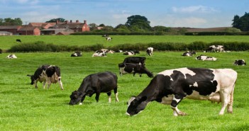 Raising a glass on World Milk Day Cow Landscape