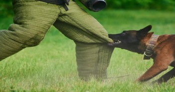 YouTube videos help researchers study dog bites
