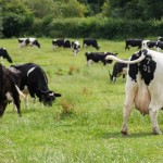 Boehringer Ingelheim adds to the Bovikalc range Dairy cows grazing