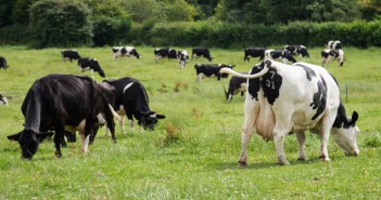 Practical changes necessary in parlour hygiene to reduce antibiotic use Dairy cows grazing