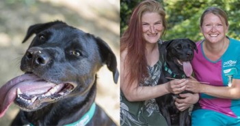 Heatwave warning as dog swallows discarded BBQ skewer Untitled Mutt