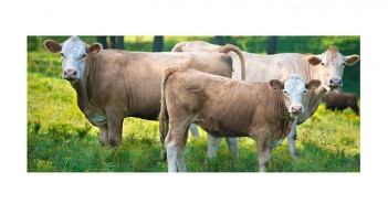 Industry collaborates to improve beef feed guidelines Beef cows