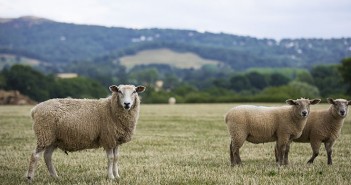 Love Lamb Week calls for a break with tradition Sheep in field