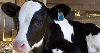 Allflex Livestock Intelligence unveils Young Stock calf monitoring application Allflex Young Stock calf monitoring application