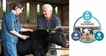 Cross-industry organisations launch Calf Health campaign Calf Health - Circle of Improvement