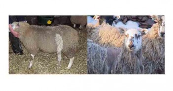 Scab risk hits a tipping point as anecdotal cases soar Examples of Sheep scab