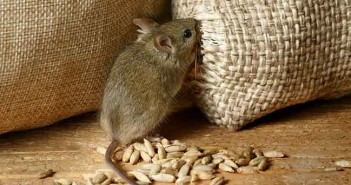 AHDA offers advice regarding sales of rodenticides