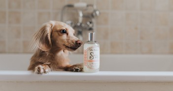Teddy Maximus unveils new dog shampoo range Teddy Maximus - Sooo Soft Shampoo