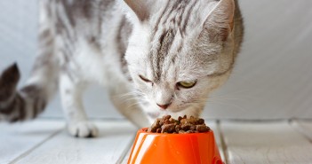 Mars Petcare announces Europe’s first recycling scheme for pet food packaging Grey cat eating food from orange cat bowl.