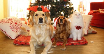 Keeping the routine key for pets at Christmas Pets at Christmas