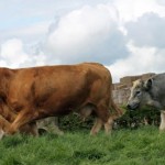 Plan to vaccinate cattle against lungworm six weeks before turnout Cows in field