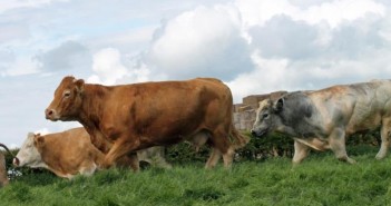 Plan to vaccinate cattle against lungworm six weeks before turnout Cows in field