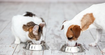 EU and Member States endorse new FEDIA Code of Good Pet Food Labelling Dog and cat eats food from bowl