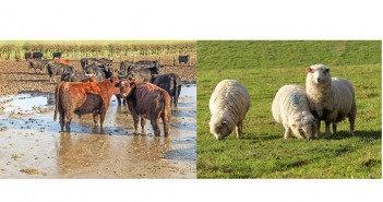 No let-up in parasite threats to sheep and cattle over winter Parasite threat for cattle and sheep