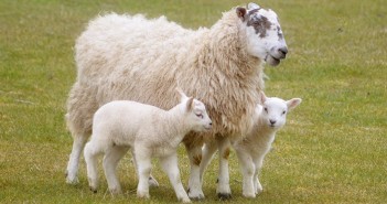 Ensure energy needs are met for a successful lambing season Sheep and lambs