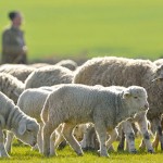 SQPs encouraged to use the blowfly tracker A shepherd is leading his flock