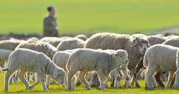 SQPs encouraged to use the blowfly tracker A shepherd is leading his flock