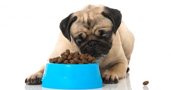PDSA tackling ‘pet obesity epidemic’ PDSA is tackling a 'pet obesity epidemic'