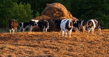 Beef farmers advised about the risks of straw impaction Cows Eating At the Farm