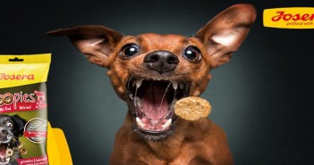 Josera launches new low calorie snack for dogs Josera-dog-food copy