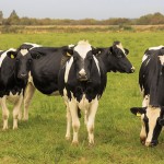 Farmers urged to make best use of Spring grass and prolong the grazing season Grass availability and excellent ground conditions is encouraging producers across the country to get livestock out to the field early v2