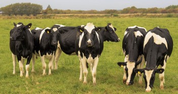 Farmers urged to make best use of Spring grass and prolong the grazing season Grass availability and excellent ground conditions is encouraging producers across the country to get livestock out to the field early v2