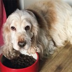 Poor pet profile pics may impact their chance of adoption Stanley King